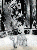 Brigitte Bardot